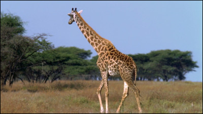 De quelle couleur est la girafe ?