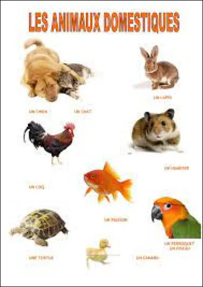 Et enfin, as-tu des animaux ?