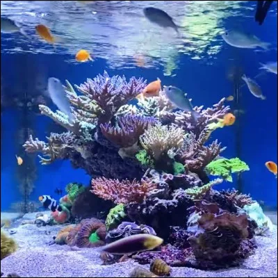 Sous quel nom sont plus connus les animaux marins appelés actiniaires ?