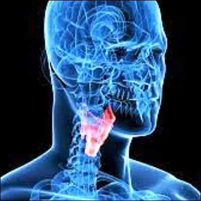 Dans quelle partie du larynx se trouvent les cordes vocales ?