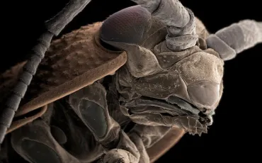 Quiz Abeilles