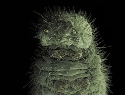 Cette chenille - eh oui, car c'en est une ! - présente une légère coloration verdâtre, vous ne trouvez pas ? Mais pourquoi ?