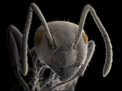 « Les fourmis forment des colonies qui sont décrites comme des [...complétez !] », souligne la photographe.