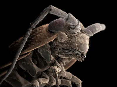 Ils respirent par des branchies, c’est pour cela qu’ils ne vivent que dans les zones où l’humidité est importante. Qui sont-ils ?
