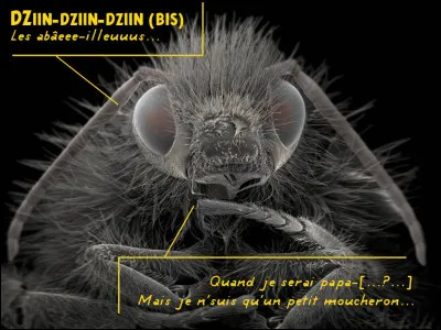 Quel est cet insecte zézayant du Bourvil, ma foi ?