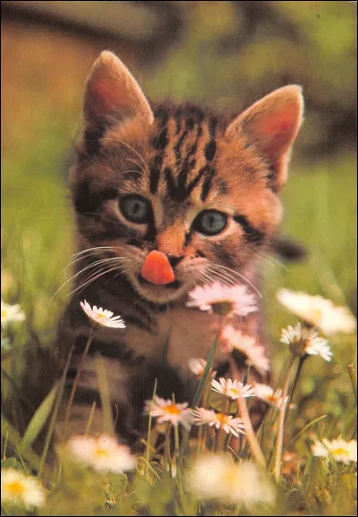 Les chats sont omnivores. Vrai ou faux ?