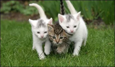 Les chats peuvent manger des fruits secs. Vrai ou faux ?