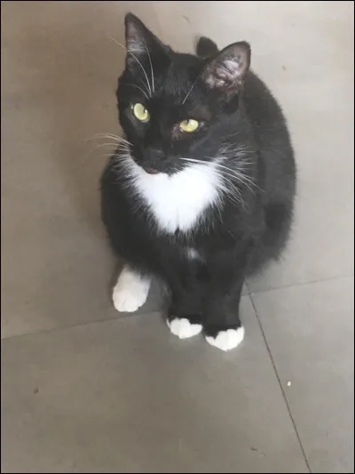 Sur le plan physique, on considère un chat comme "adulte" à partir de ses trois ans. Vrai ou faux ?