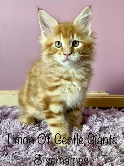 On peut séparer un chaton de sa mère quand il a seulement entre huit et douze semaines. Vrai ou faux ?