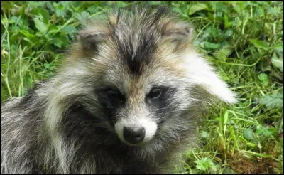 Quel est cet animal ?