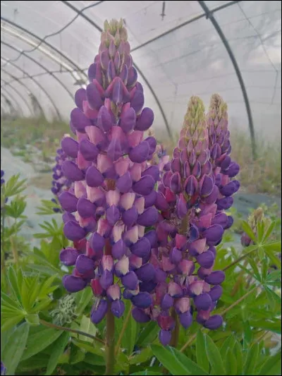 Que sont ces fleurs ?