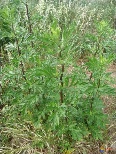 Comment est la Fille pour Bodo Kox, en 2012 ?