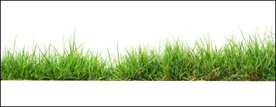 Quelle est la couleur de l'herbe ?