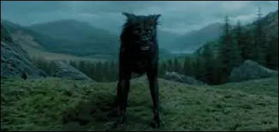 Combien d'Animagus sont recensés par le ministère de la magie ?