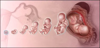 Parmi ces animaux, lequel a la période de gestation la plus longue ?