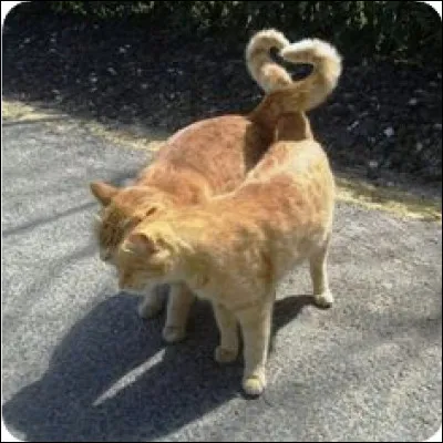 Il prit son courage à deux mains et lui déclara sa flamme.