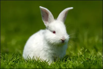 Quel est le nom de cet animal ?