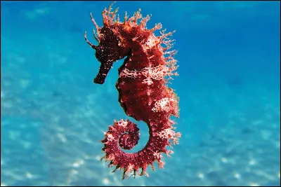 Quel est le nom de cet animal ?