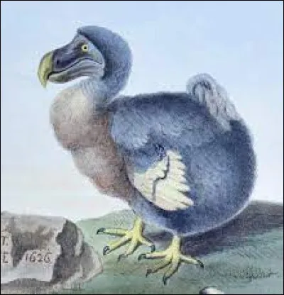 Le dodo, cet oiseau qui a disparu, pesait en moyenne plus de 100 kilos