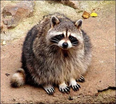 Ils n'hsitent pas  voler des choses sous les yeux des fermiers, ils ont un faible pour...