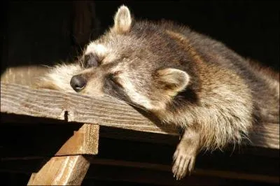 En captivit, ils semblent...