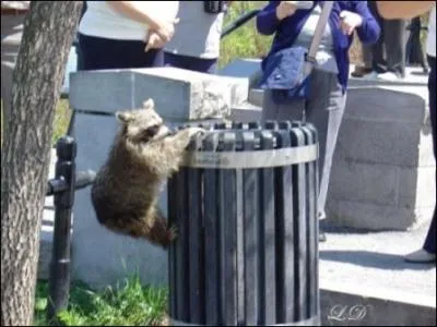 Dans les villes, ils volent parfois les sacs poubelles, ...