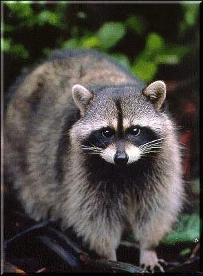 Le 'masque' caractristique du raton laveur accentue...