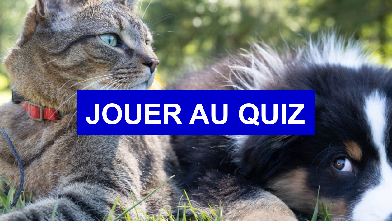 Quiz Chiens