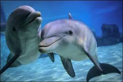 Le dauphin vit...