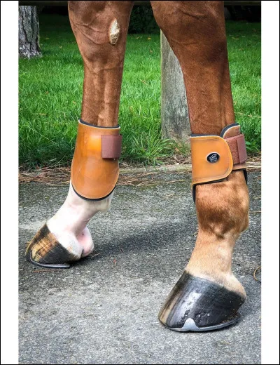 Quelle protection ne protège pas les canons ?