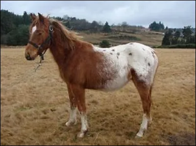 Quelle est cette robe ?