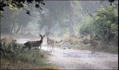 Dans quel pays se situe le parc de Jim Corbett ?