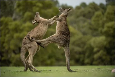 Kangourou
Quelle est la vitesse de cet animal d'Australie ?
