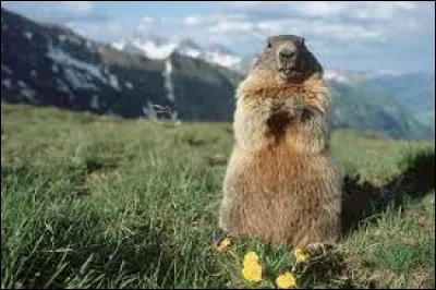 Marmotte des Alpes
Quel est le temps d'hibernation de la marmotte des Alpes ?