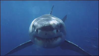 Requin
Quel est l'ancêtre du requin ?