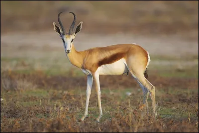 Springbok
Quel est le prédateur du springbok ?