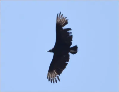 Urubu noir
Quelle est l'envergure de cet oiseau ?