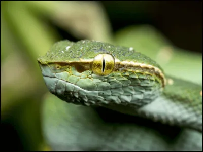 Vipère
Quelle est la longueur de ce serpent ?