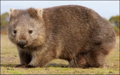 Wombat
Quel est le poids du wombat ?