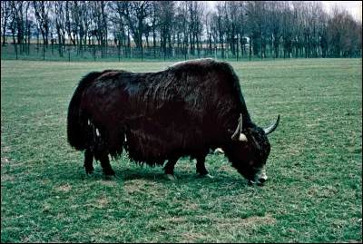 Yack
Quel est le poids de cet énorme animal ?