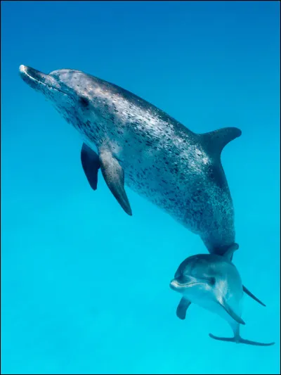 Dauphin
Quelle vitesse le dauphin peut-il atteindre ?