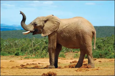 Éléphant 
Quel est le poids de l'éléphant ?