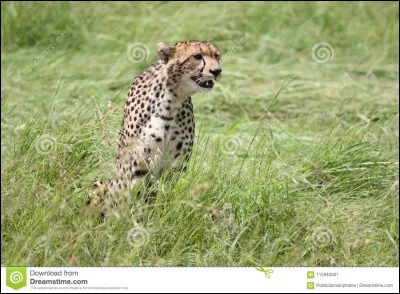 Guépard
Quelle est la vitesse du guépard ?