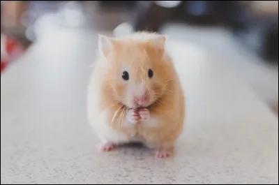 Hamster
Quel est le poids de ce rongeur ?