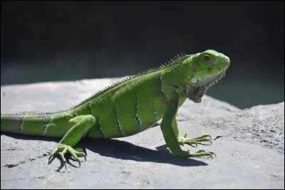 Iguane 
Quelle est la vitesse de ce reptile dans l'eau ?