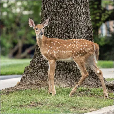 Quand je dis "animal" tu penses à quoi ?