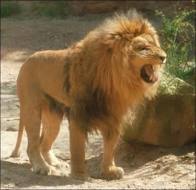 Si tu mesures 1m60 le lion fera :