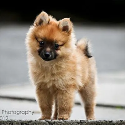 Qu'est-ce que tu aimes avec les animaux ?