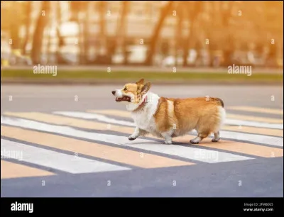 Un animal est en train de traverser la route et une voiture arrive. Que fais-tu ?