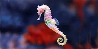 Entre ces animaux aquatiques, lequel est herbivore ?